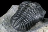 Prone Pedinopariops Trilobite - Beautiful Shell & Eyes #86551-4